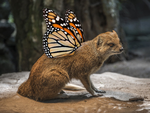 Mongoose Butterfly